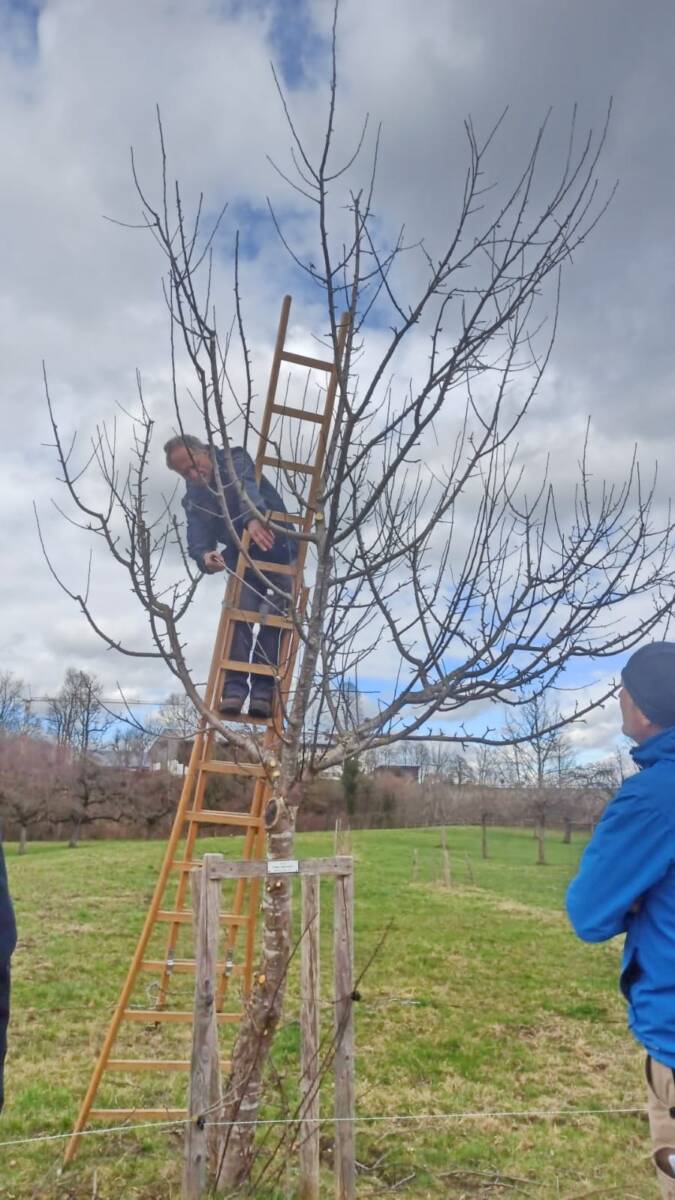 Baumwart Christian Steinbichler demonstriert Schnitttechniken für Obstbäume